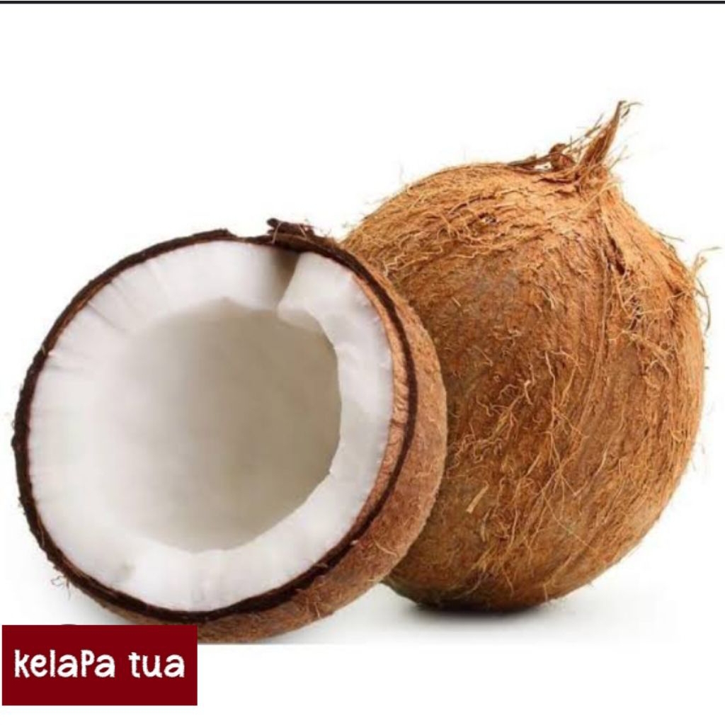 

KELAPA TUA , KELAPA SANTAN MELIMPAH , KELAPA TUA DI POHON , KELAPA ORGANIK