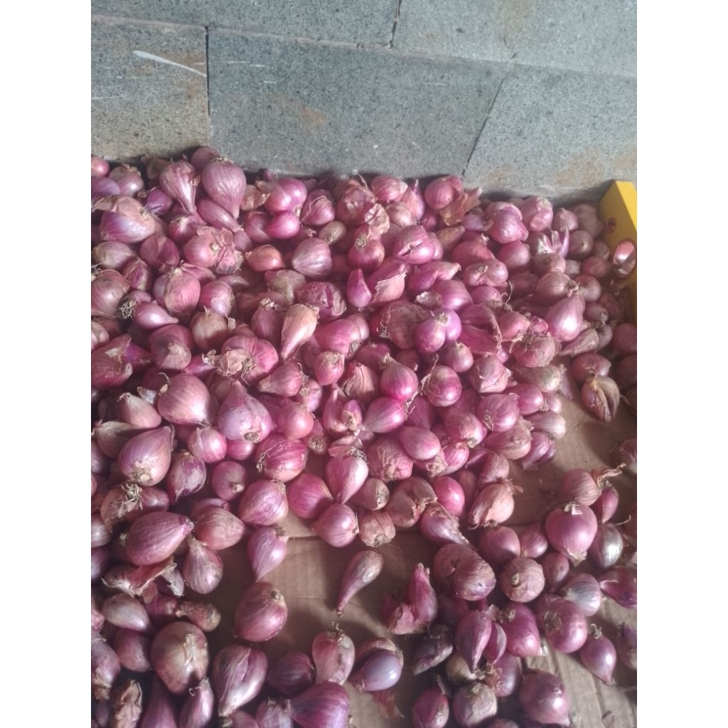 

bawang merah besar