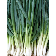

Daun Bawang Medan Daily Market