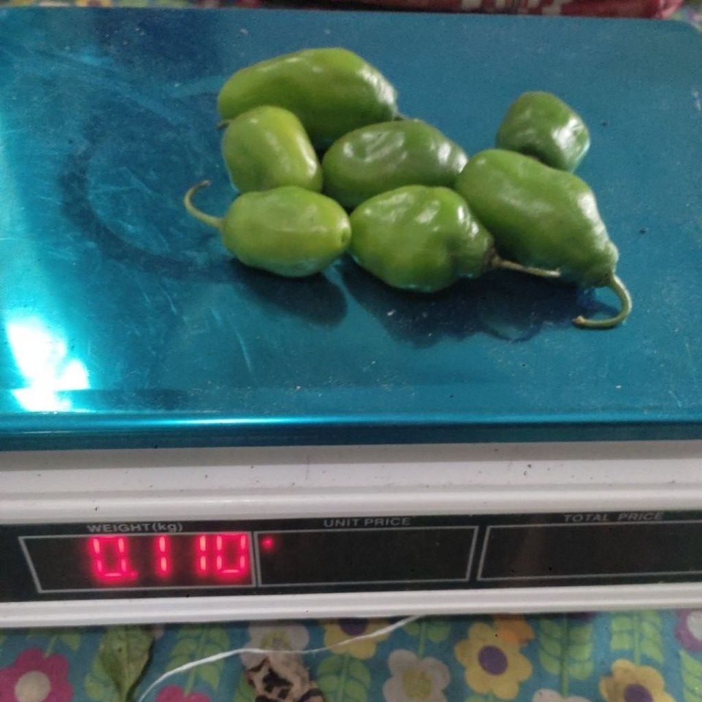 

CABE GENDOT FRESH grade A SELALU READY STOK 100-1000 gram