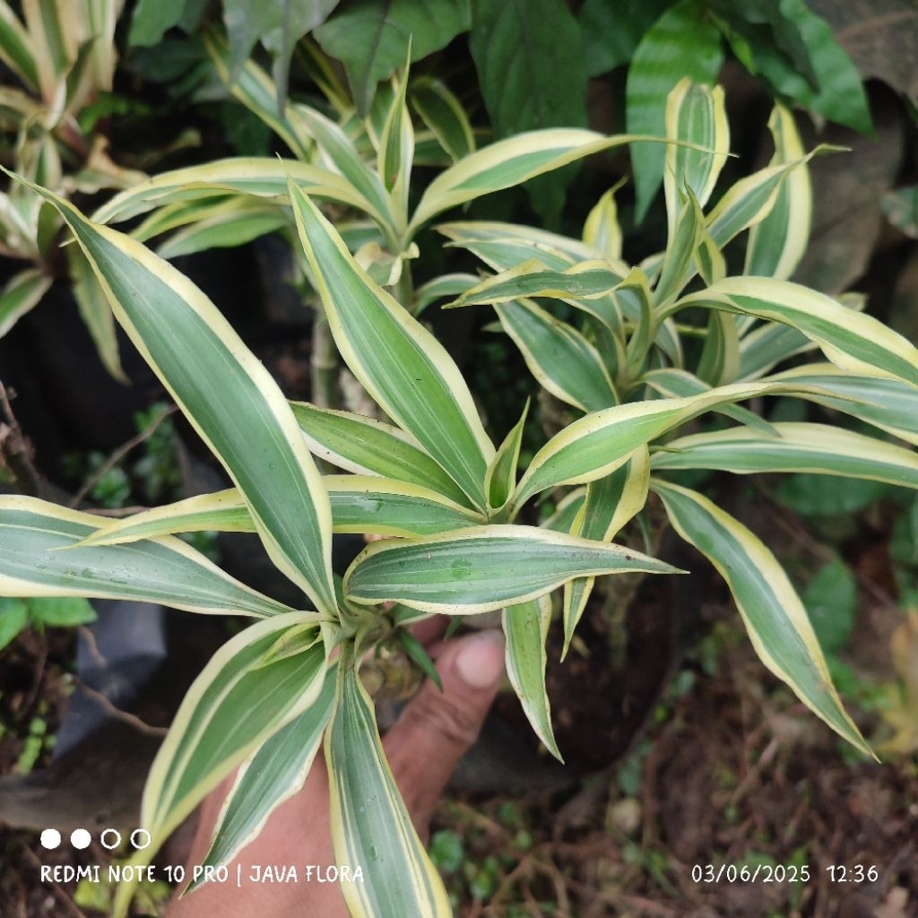 Tanaman hias Bambu hoki varigata / sri rejeki varigata