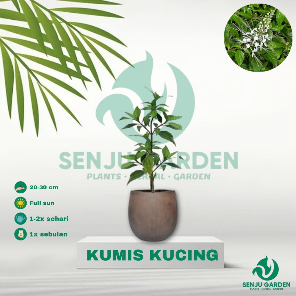 TANAMAN HERBAL KUMIS KUCING/ bibit tanaman herbal kumis kucing
