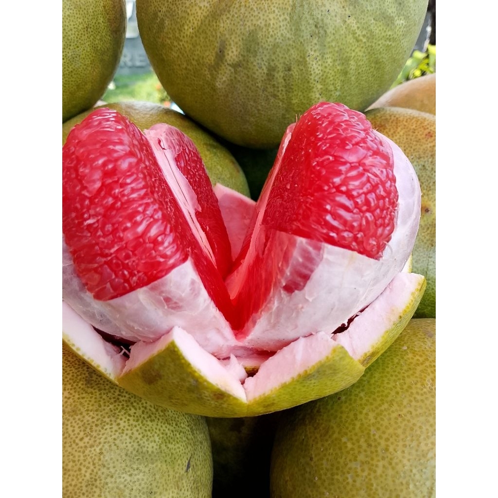 

Buah Jeruk Bali Merah manis