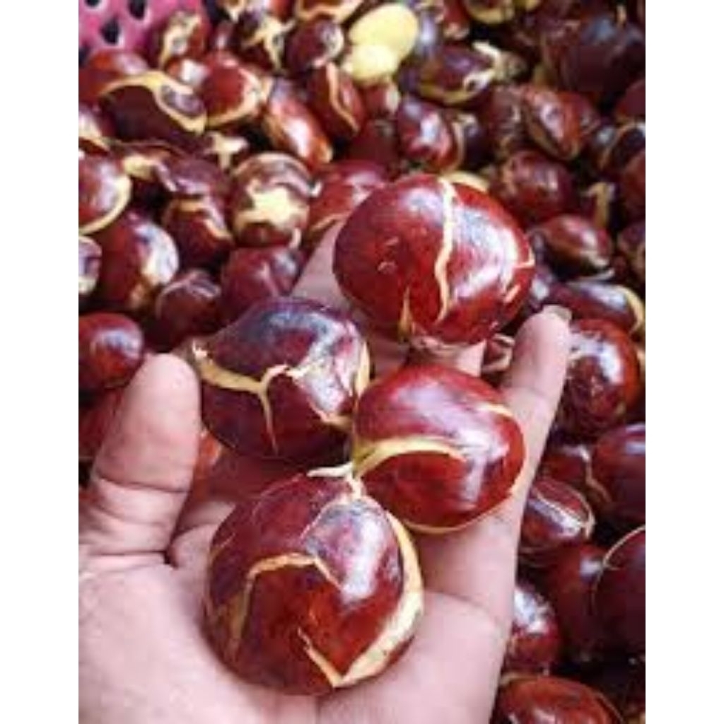 

jengkol tua mentah fresh segar termurah