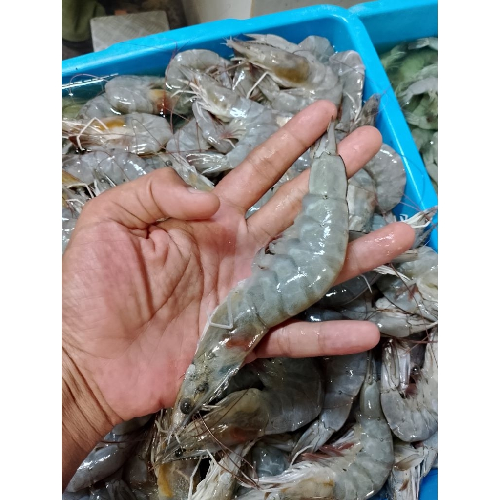 

Udang Vaname Besar Fresh 500gram - sedang