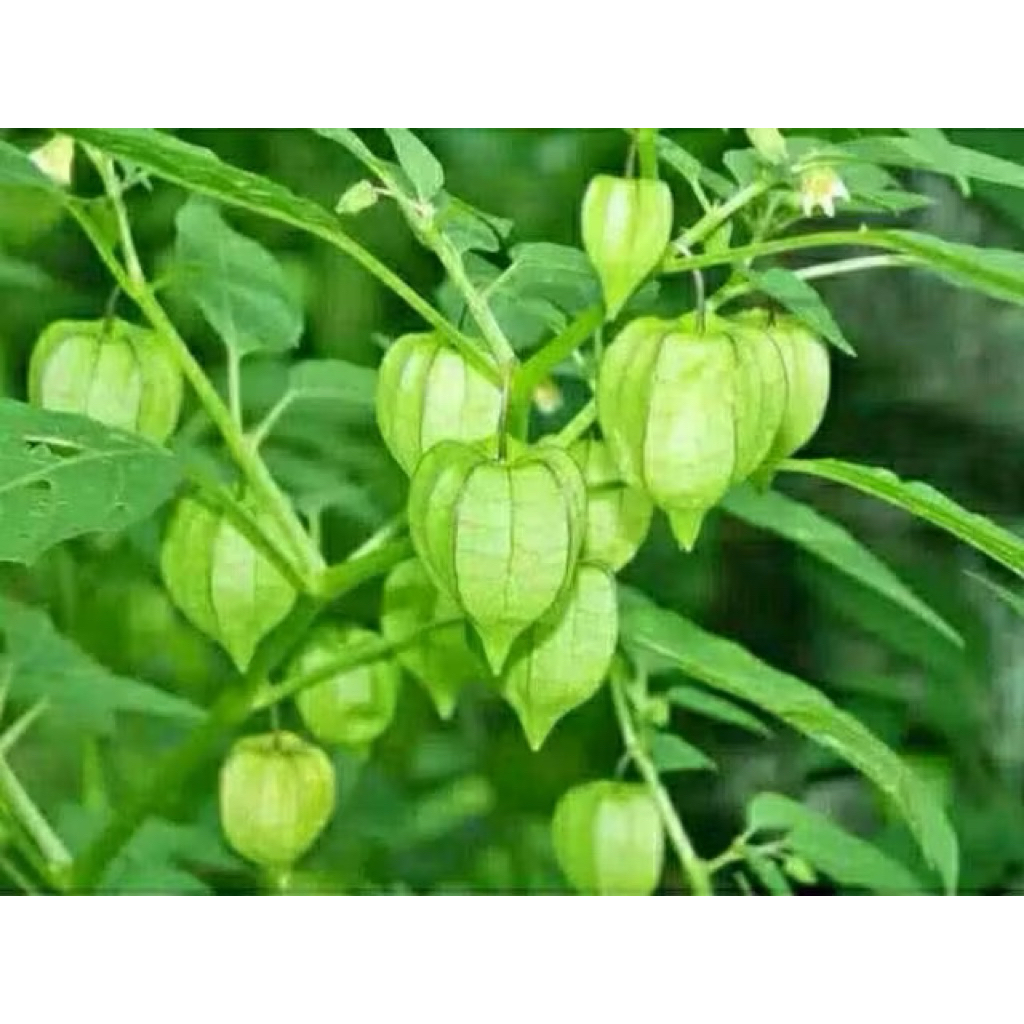 

Ciplukan/Cecendet Daun Batang Dan Akar Utuh Dicabut Dadakan Saat Dipesan Obat Herbal 1kg