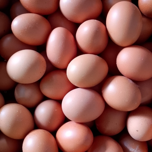 

D'Endo Sembako Telur Ayam Negeri Fresh