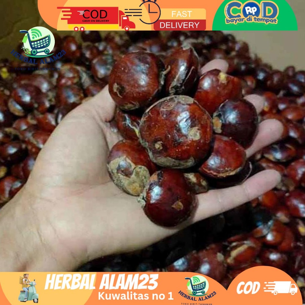 

SUPER PROMO Jengkol MUDA 250 gram