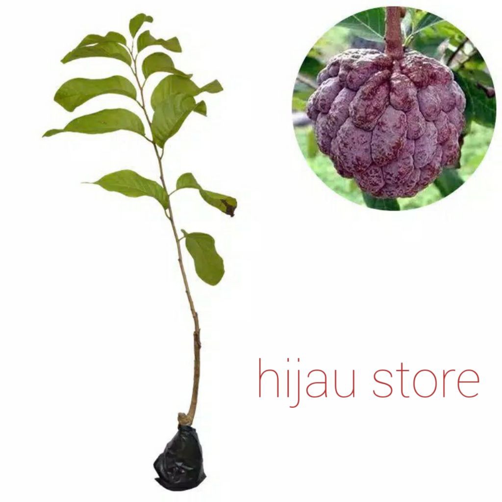 Bibit Tanaman Buah Srikaya Merah Jumbo Cepat Berbuah