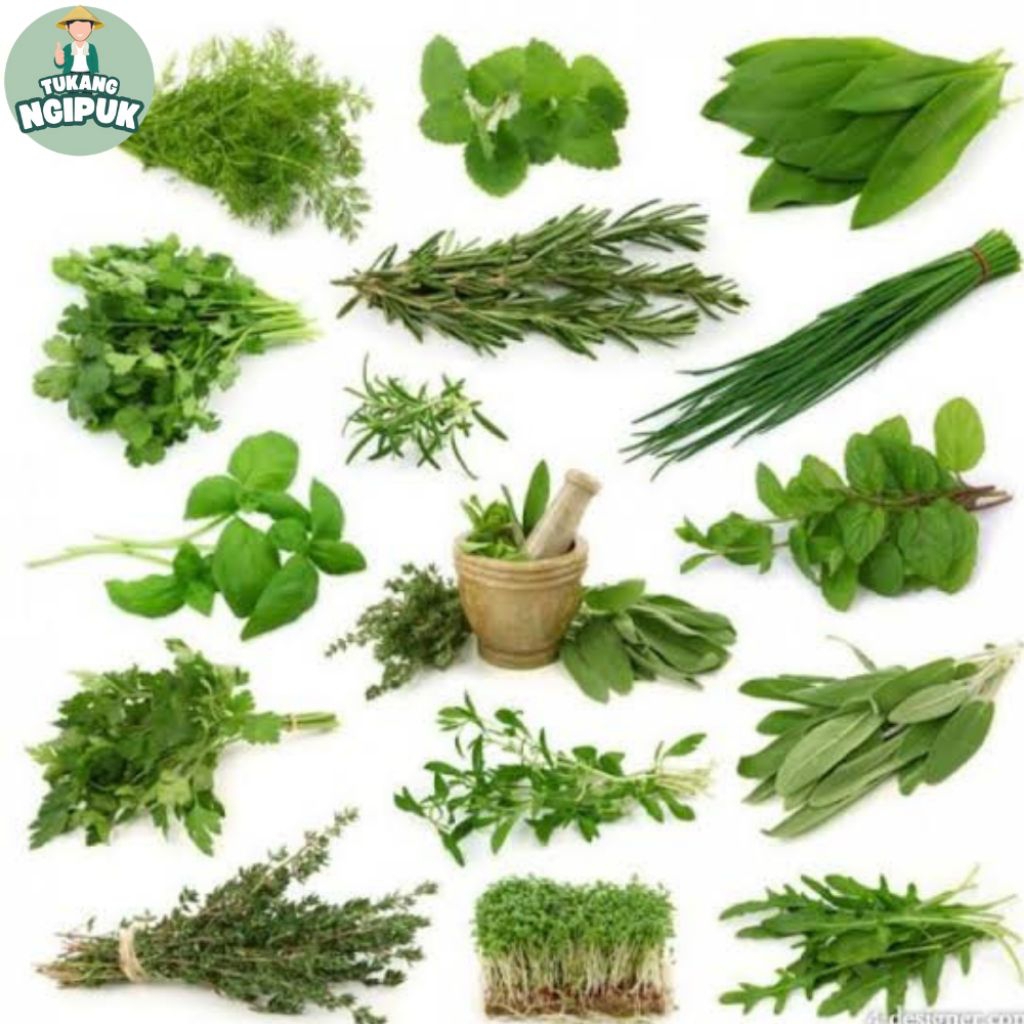 

PAKET 500 gram Daun Herbal Tradisional Isi Daun Sirih - Alpukat - Pandan Wangi - Kumis Kucing - Keji Beling