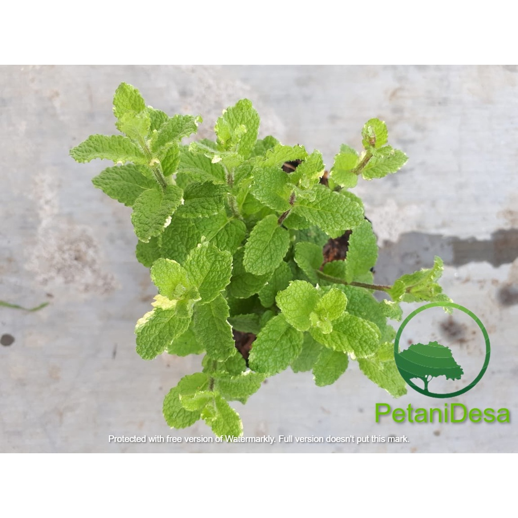 Tanaman Herbal Nanas Mint - Pineapple Mint - Mint Varigata