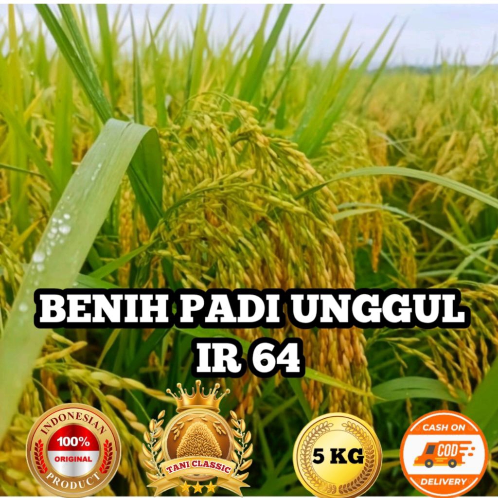 BENIH PADI UNGGUL IR 64 BERKUALITAS KEMASAN 5KG