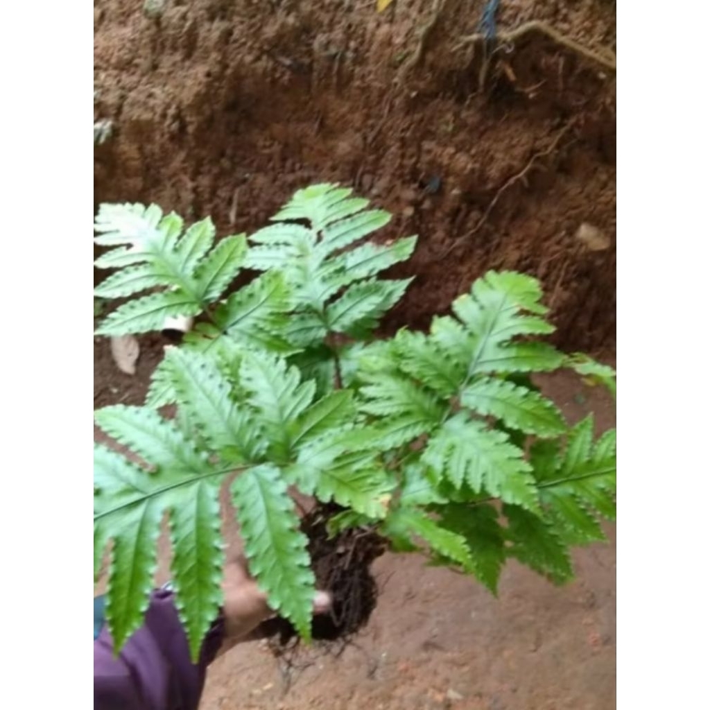 Tanaman hias pakis hutan langka tanaman hias pakis berkualitas