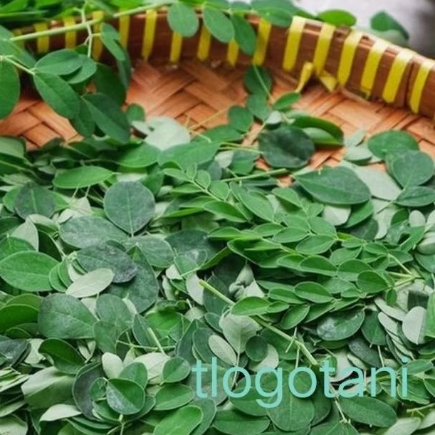 

daun kelor fresh 500g