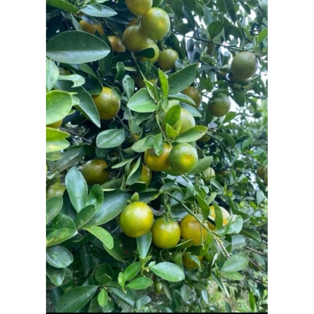 

JERUK SONKIT KIAMBOY IMPORT 3PCS / JERUK NIPIS SUPER