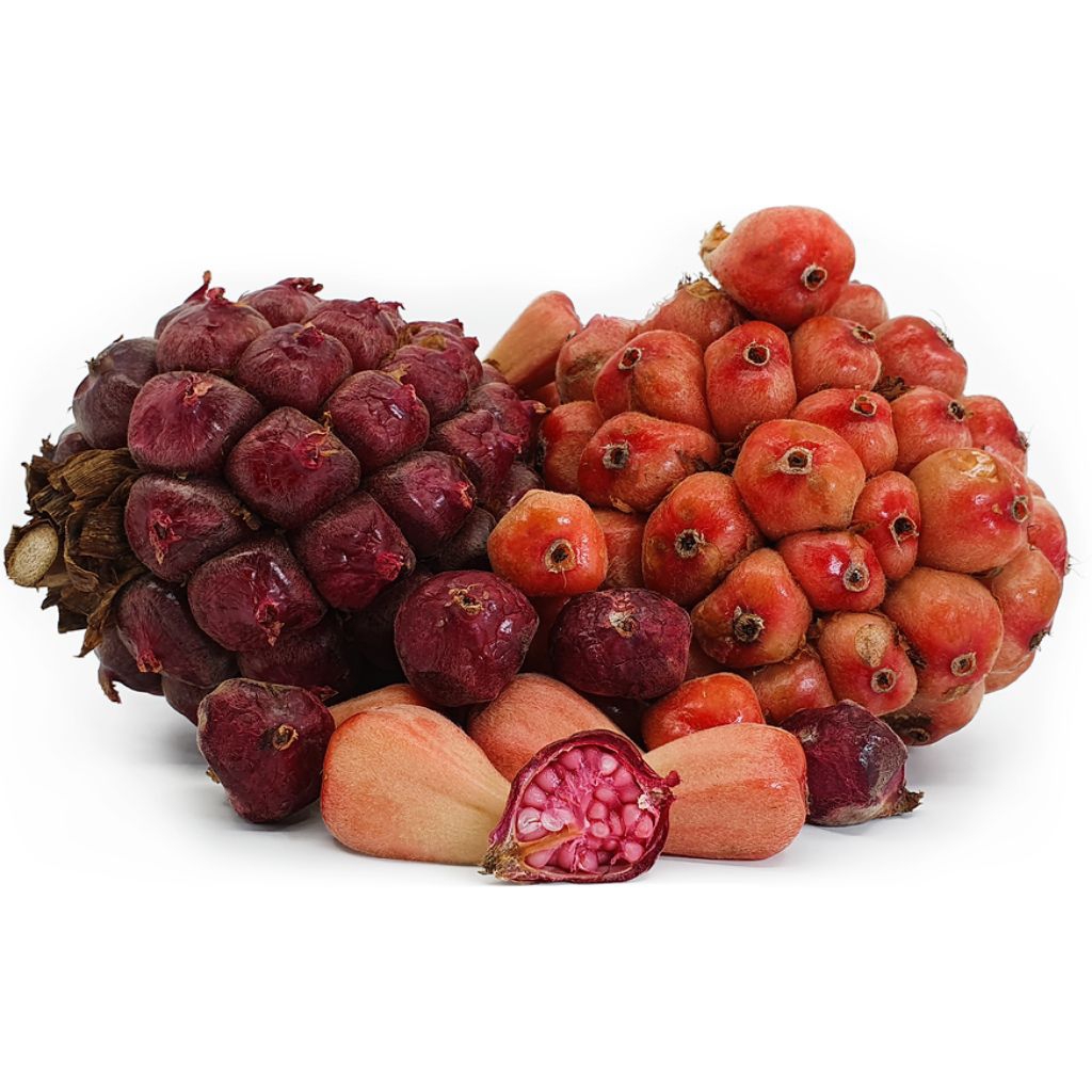 

Buah Honje / Buah Kecombrang / Asam Cekala / Cikala / Laka