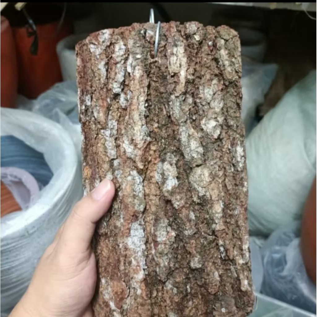 Media tanam anggrek papan kayu mahoni sudai pakai centolan