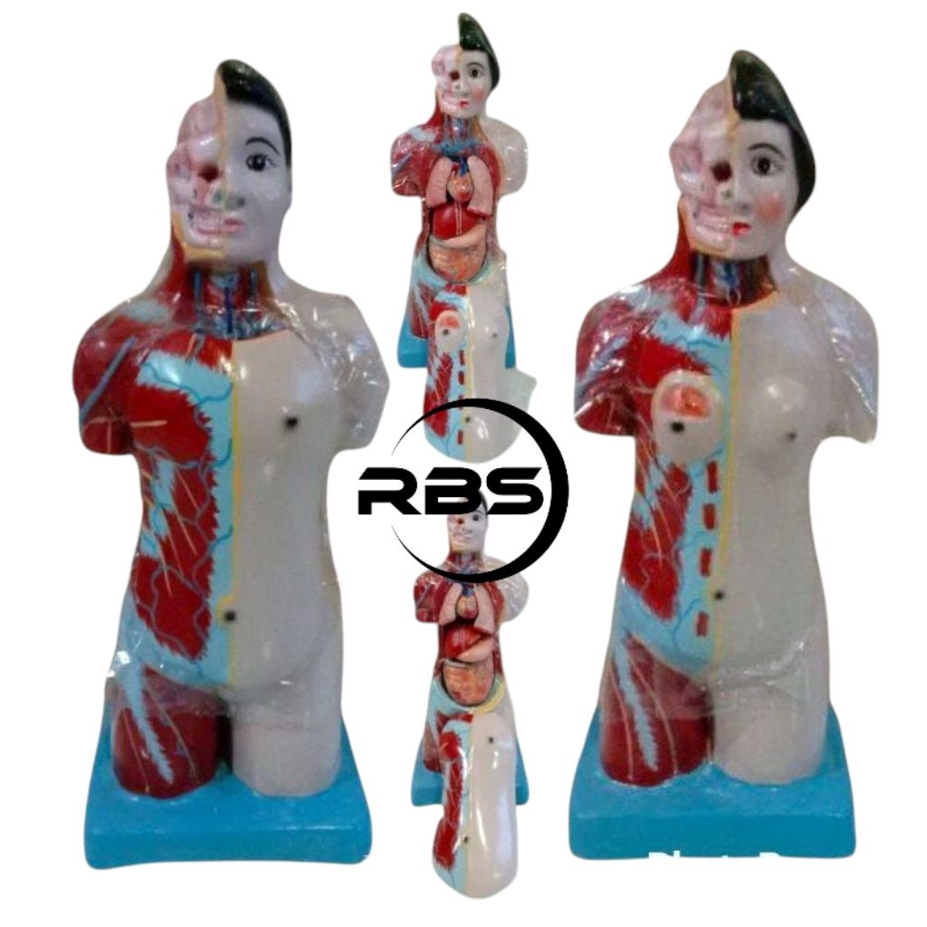 

ALAT PERAGA PENDIDIKAN ANATOMI TORSO MINI UKURAN 50 CM ORIGINAL