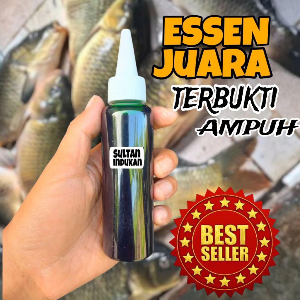 ESSEN IKAN MAS INDUKAN | Essen Sultan Babon Juara Harian & Lomba