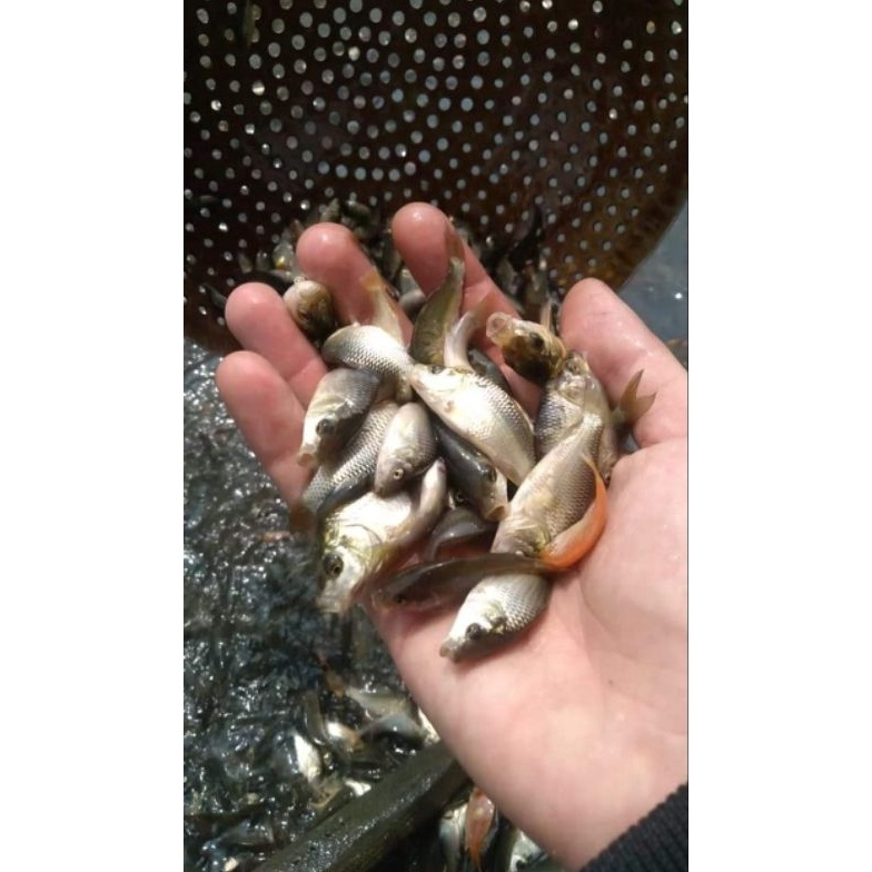 KODE D18Y BONUS PAKAN Paket 3 Ekor Bibit Ikan Mas Lokal Ukuran Jempol