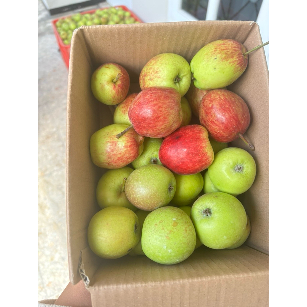 

apel mix mini 500gr ana mini 500gr manalagi mini