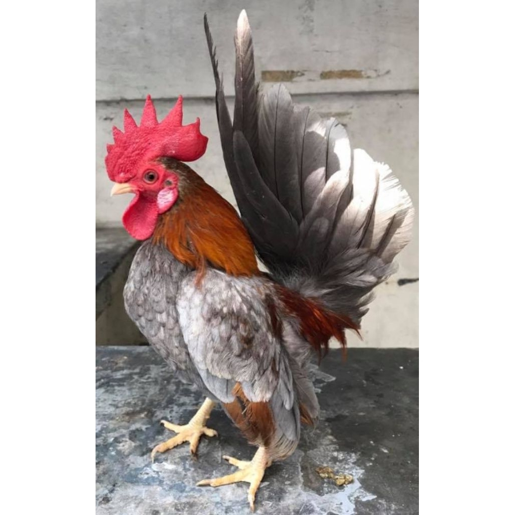 

Paket hemat 5 Telur Ayam Serama Fertil siap untuk ditetaskan