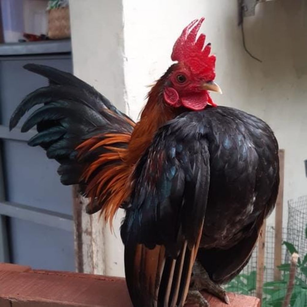 

paket hemat 3 Telur Tetas Ayam Serama Fertil siap untuk ditetaskan