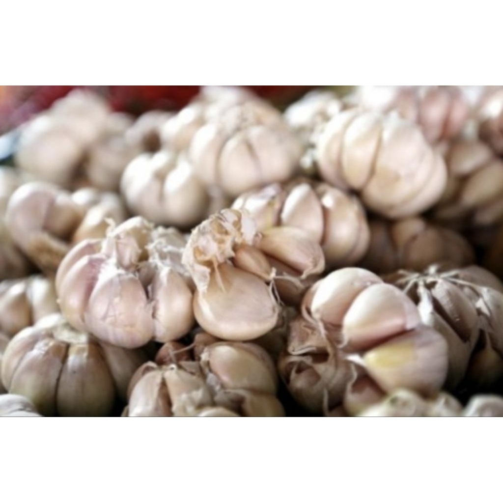 

Bawang Putih Super 1kg/ Tanpa Busuk