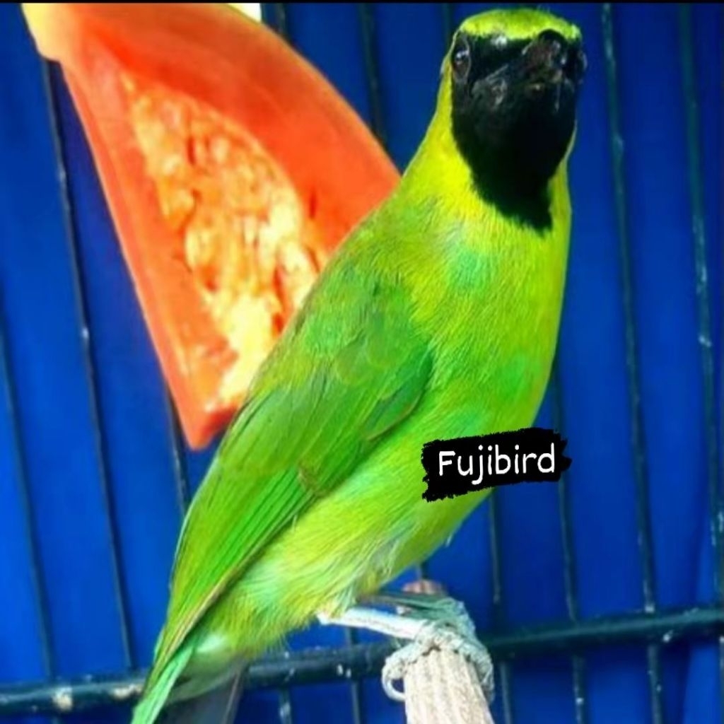 CUCAK IJO JATIM JANTAN BODY BIGH