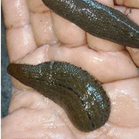 Lintah Terapi Ukuran Jumbo | Lintah Hidup Berkualitas Untuk Pengobatan Tradisional | Aktif & Sehat |