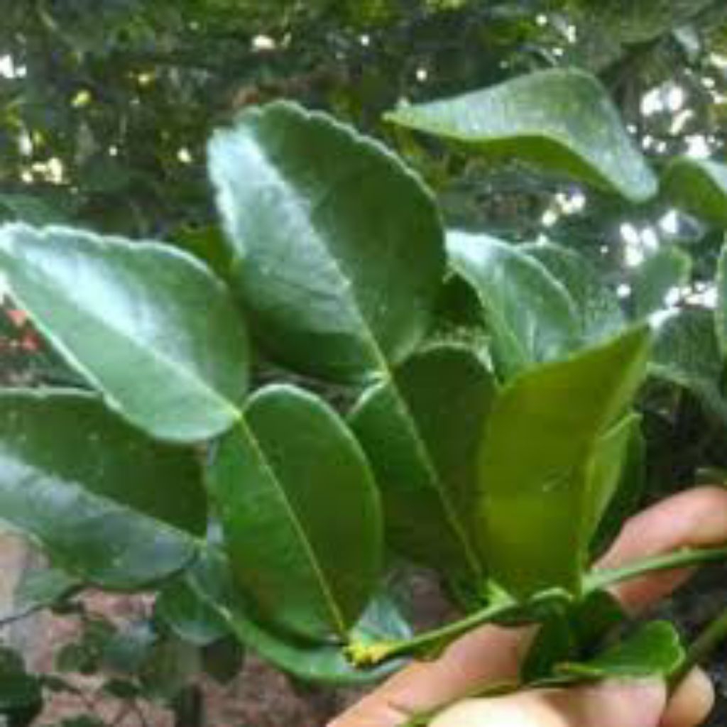 

daun jeruk super wangi 50 lembar untuk pengharum masakan atau buat herbal