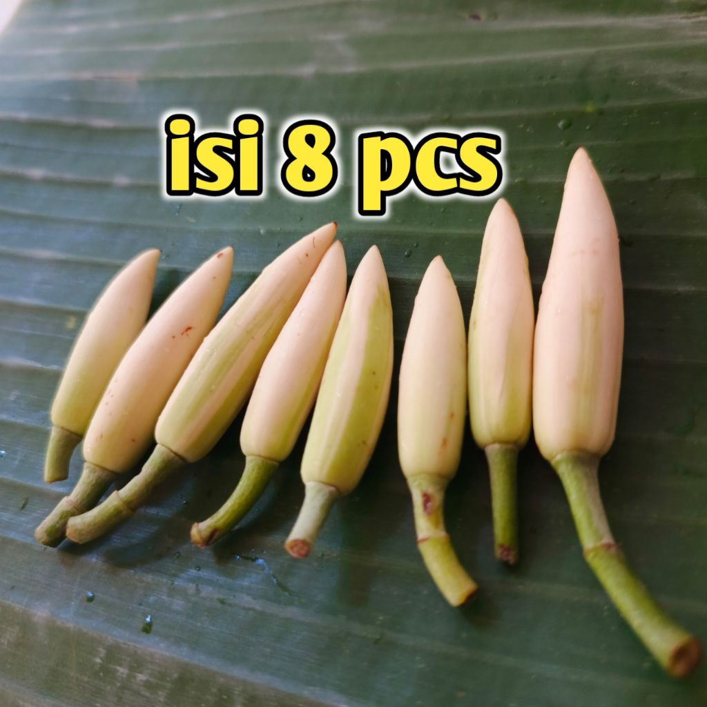 kembang gading / kembang kantil (8pcs)