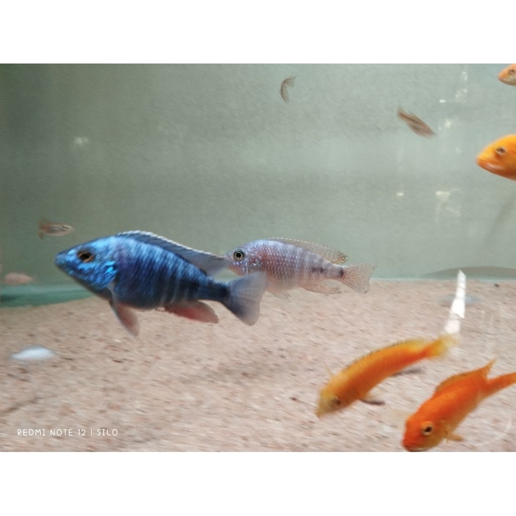 Red Flush Cichlid 7-8cm