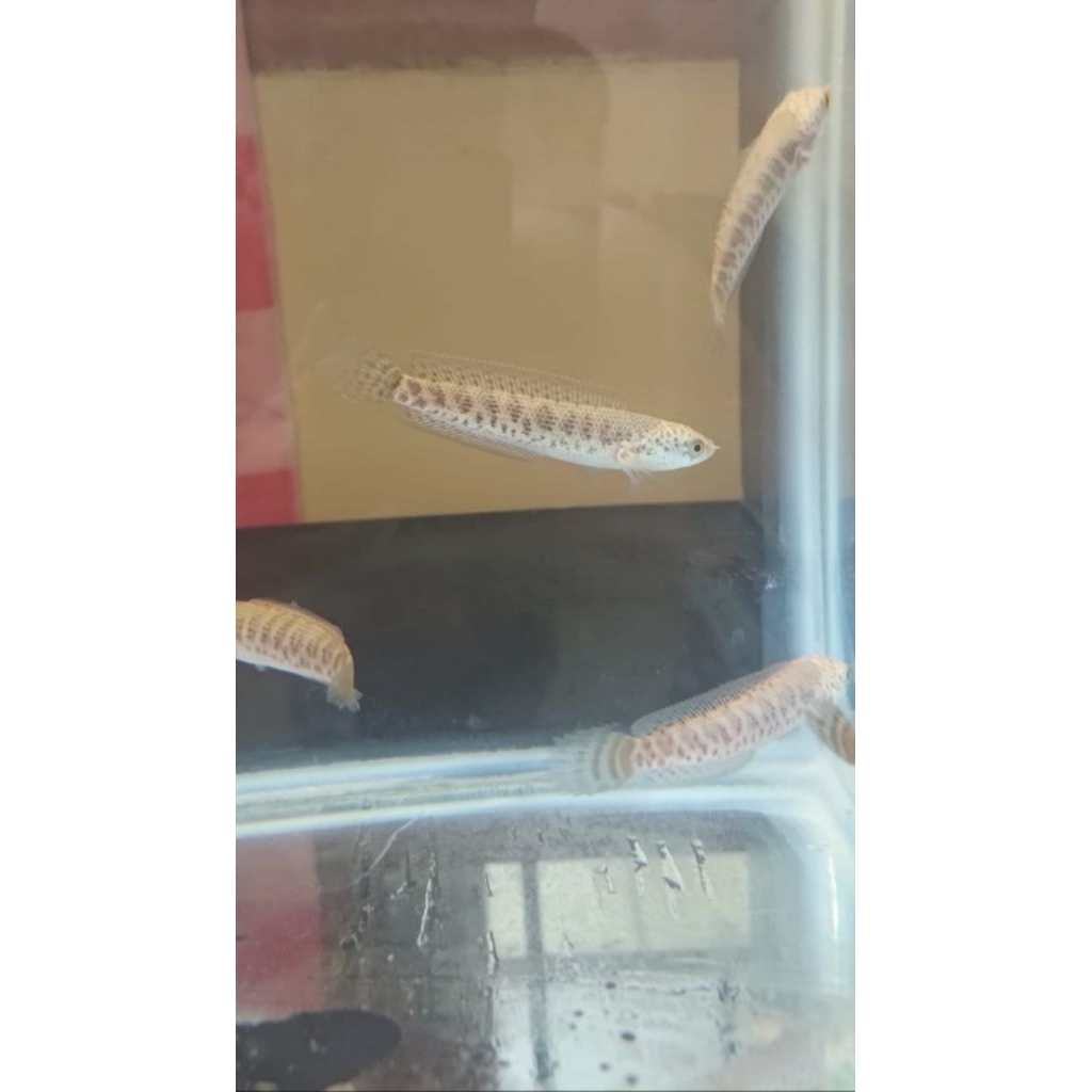 Ikan Channa Auranti size 5-8 cm Baby Good Quality