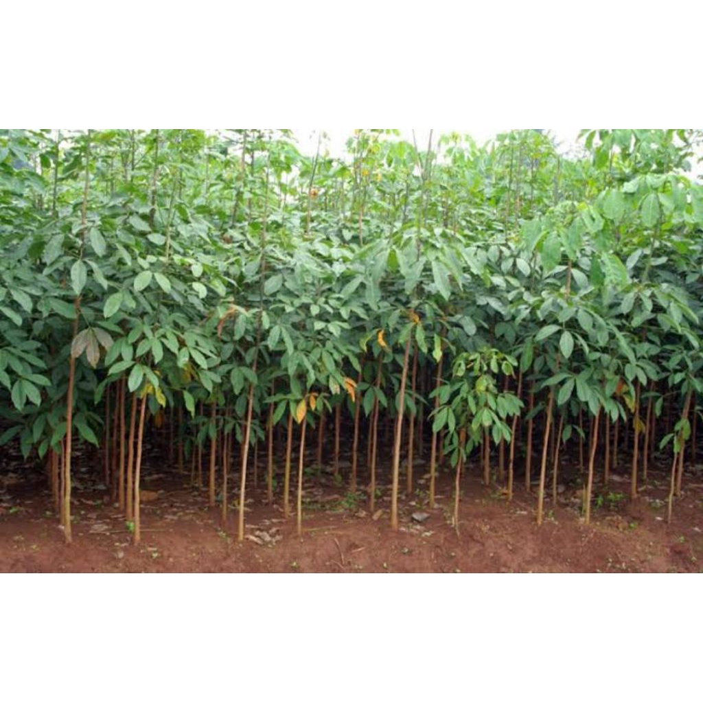 Bibit karet alam jenis bibit kualitas unggulan