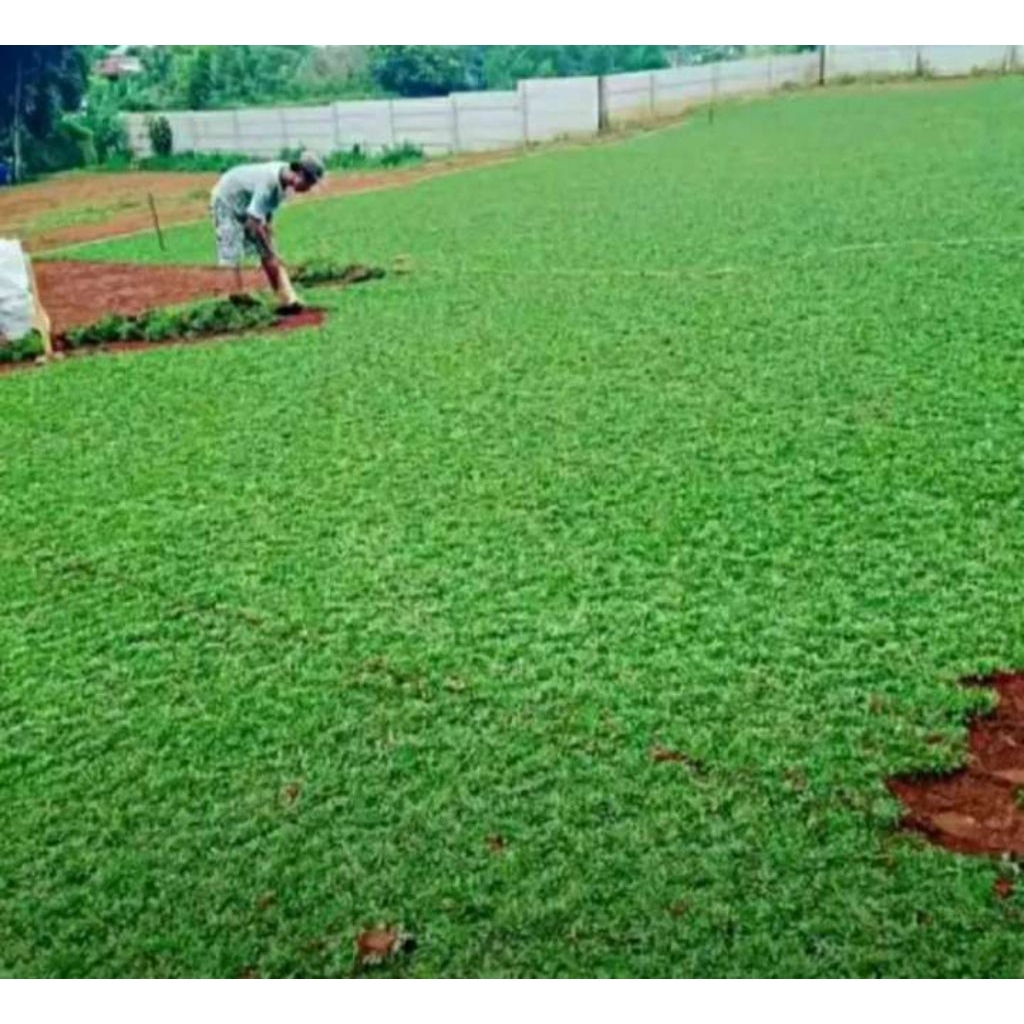 pembuatan rumput hidup gajah mini asli untuk taman
