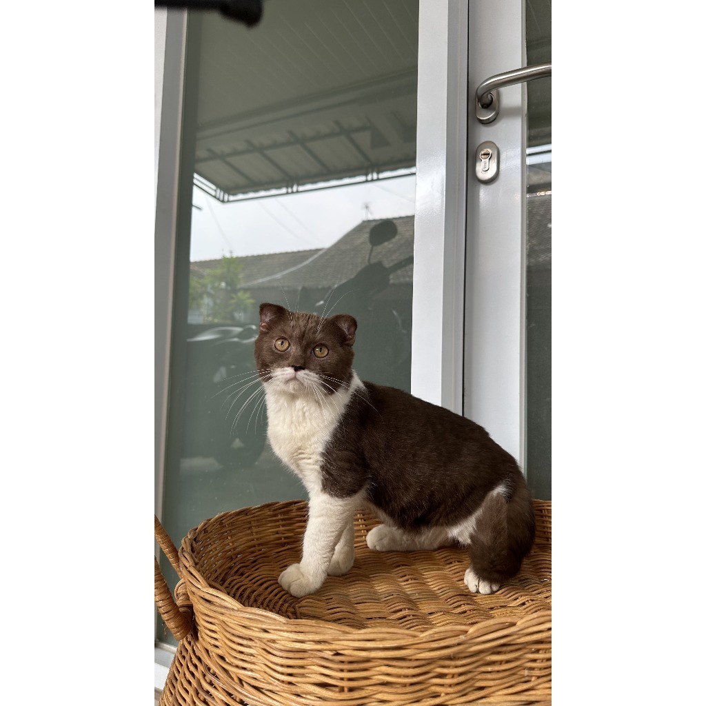 Kucing Scottish Fold Bico Cinnamon - Scottish Fold Pure Anakan Impor