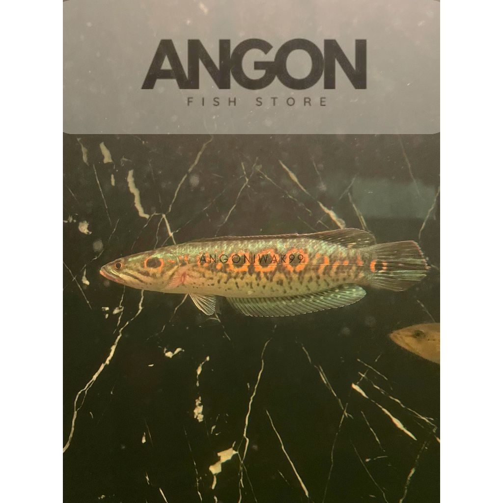 Chana Pleuro (Hiasan Aquarium)