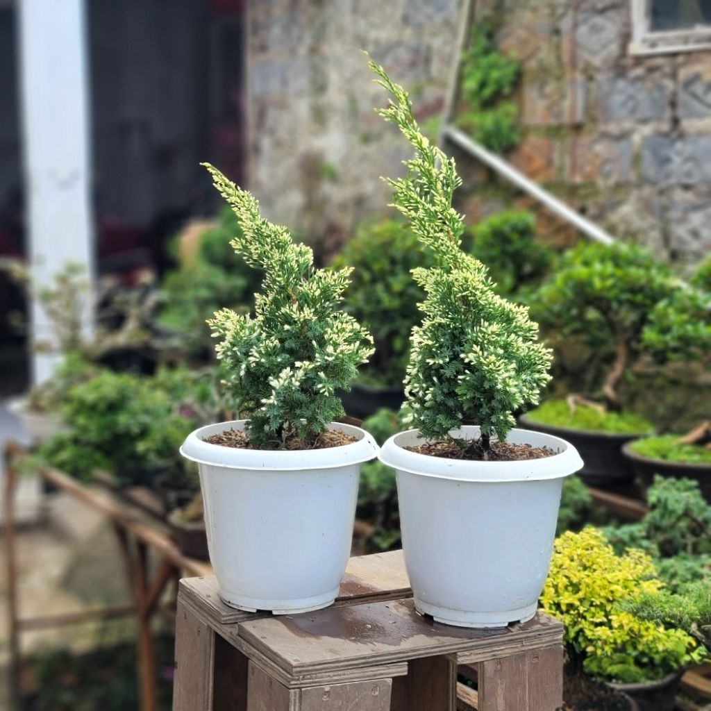 Cemara batik tinggi 40 cm + pot putih palem ukuran 20