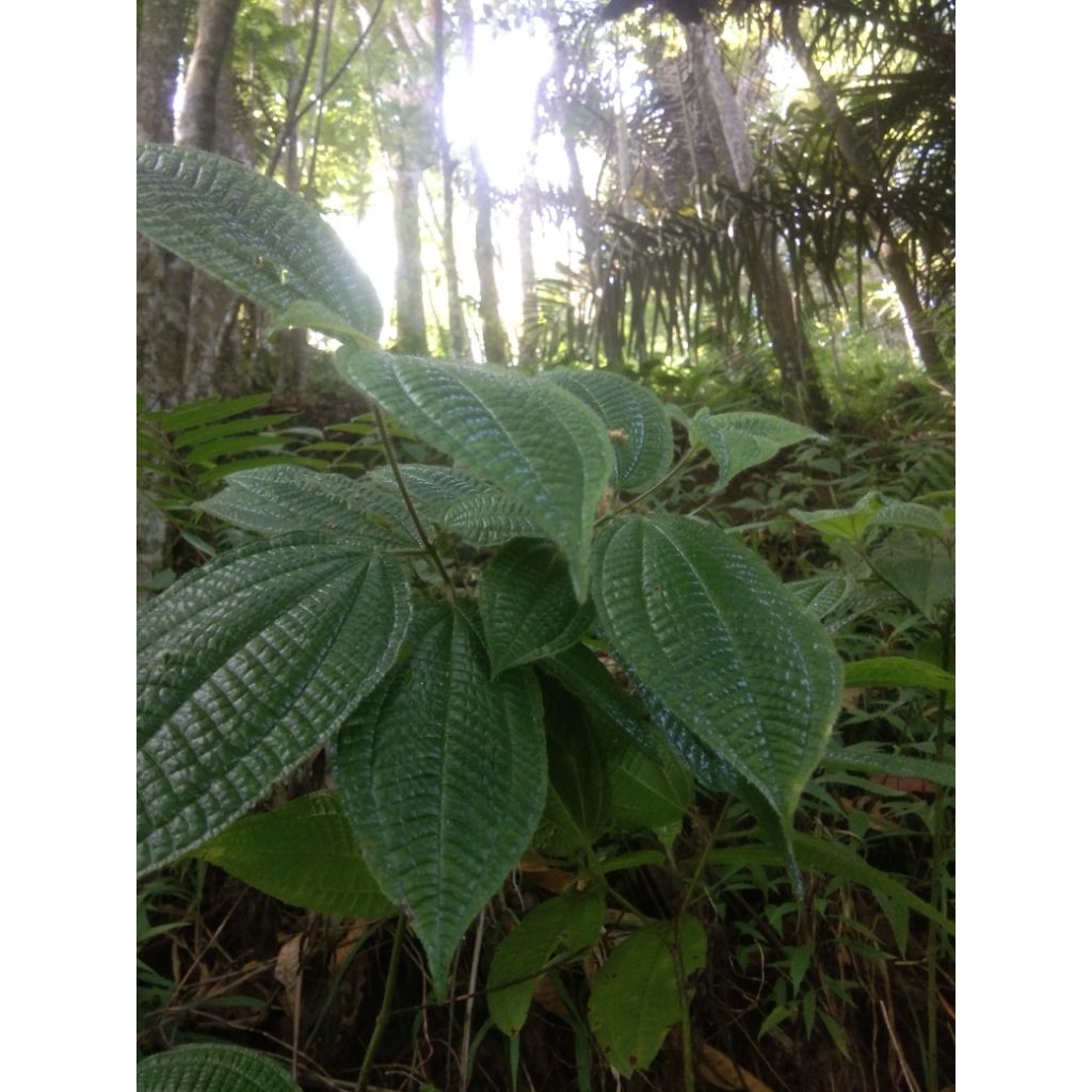 

daun harendong bulu segar per 300 grm