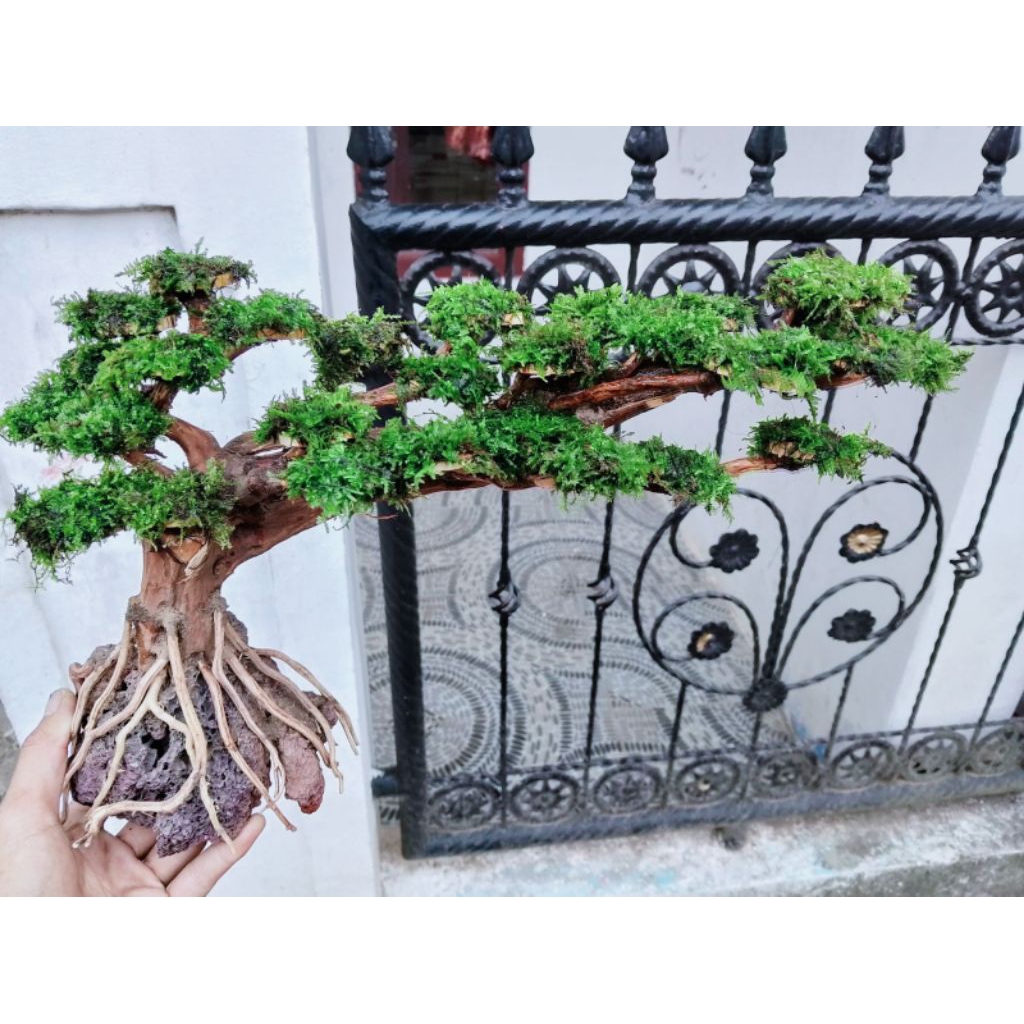 bonsai doyong size jumbo aquascape