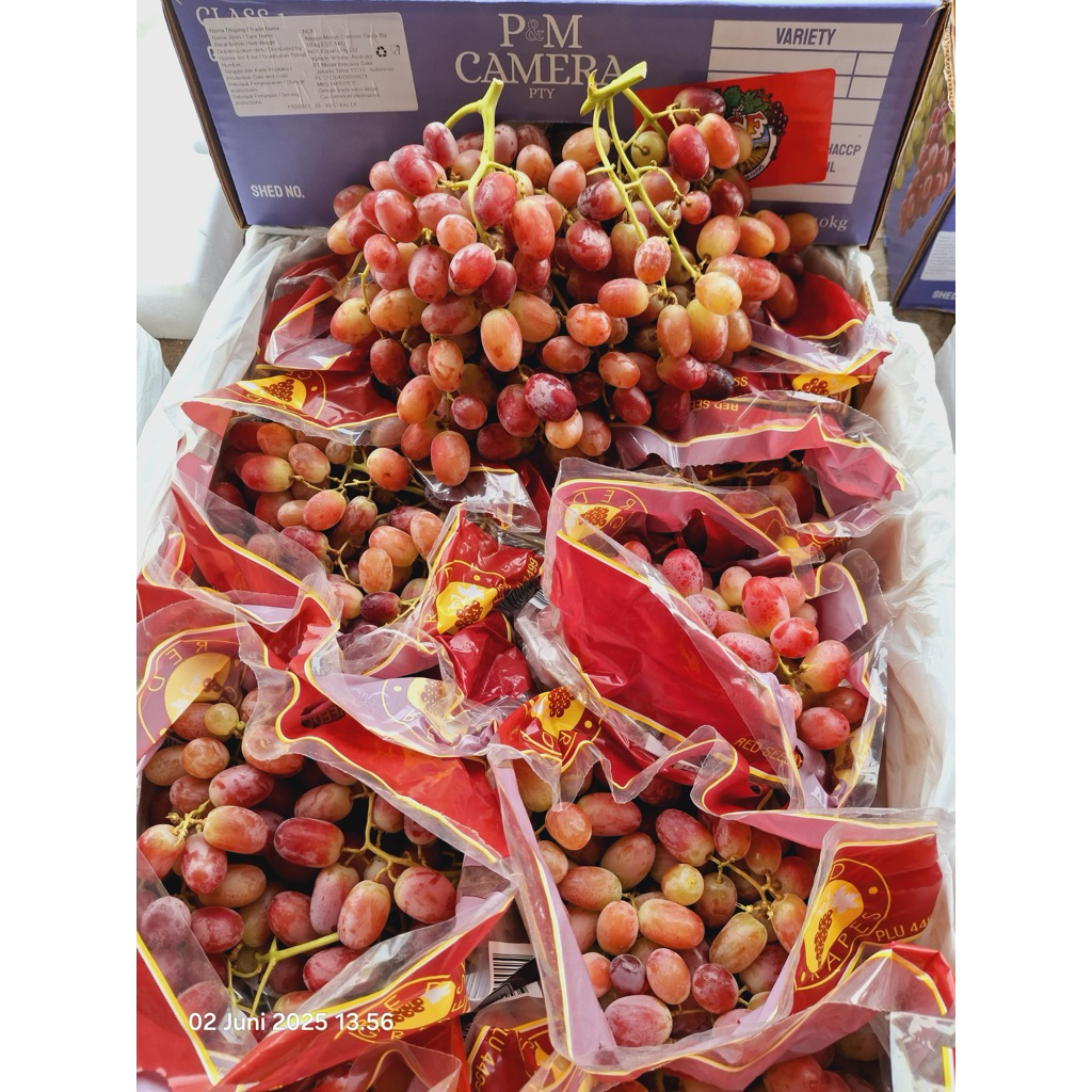 

Anggur Crimson Cameraa