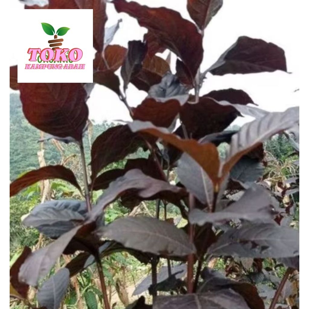 

daun handelem daun ungu fresh