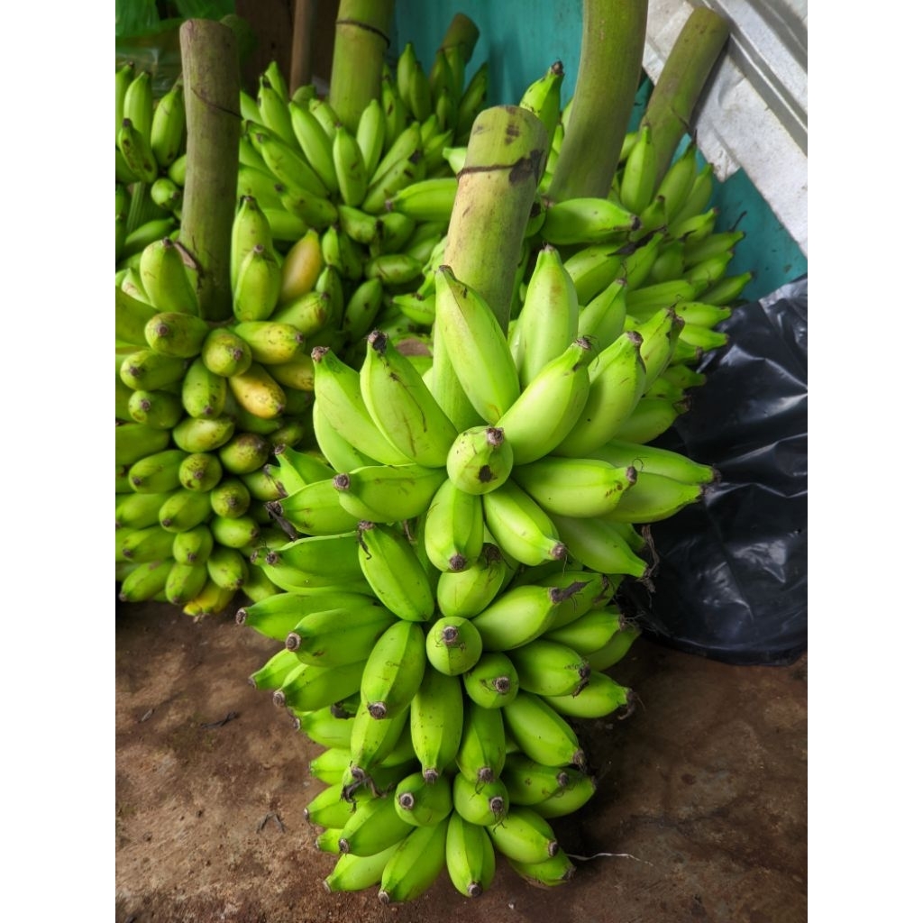 

Pisang Mas /Pisang Bali /Pisang Lampung