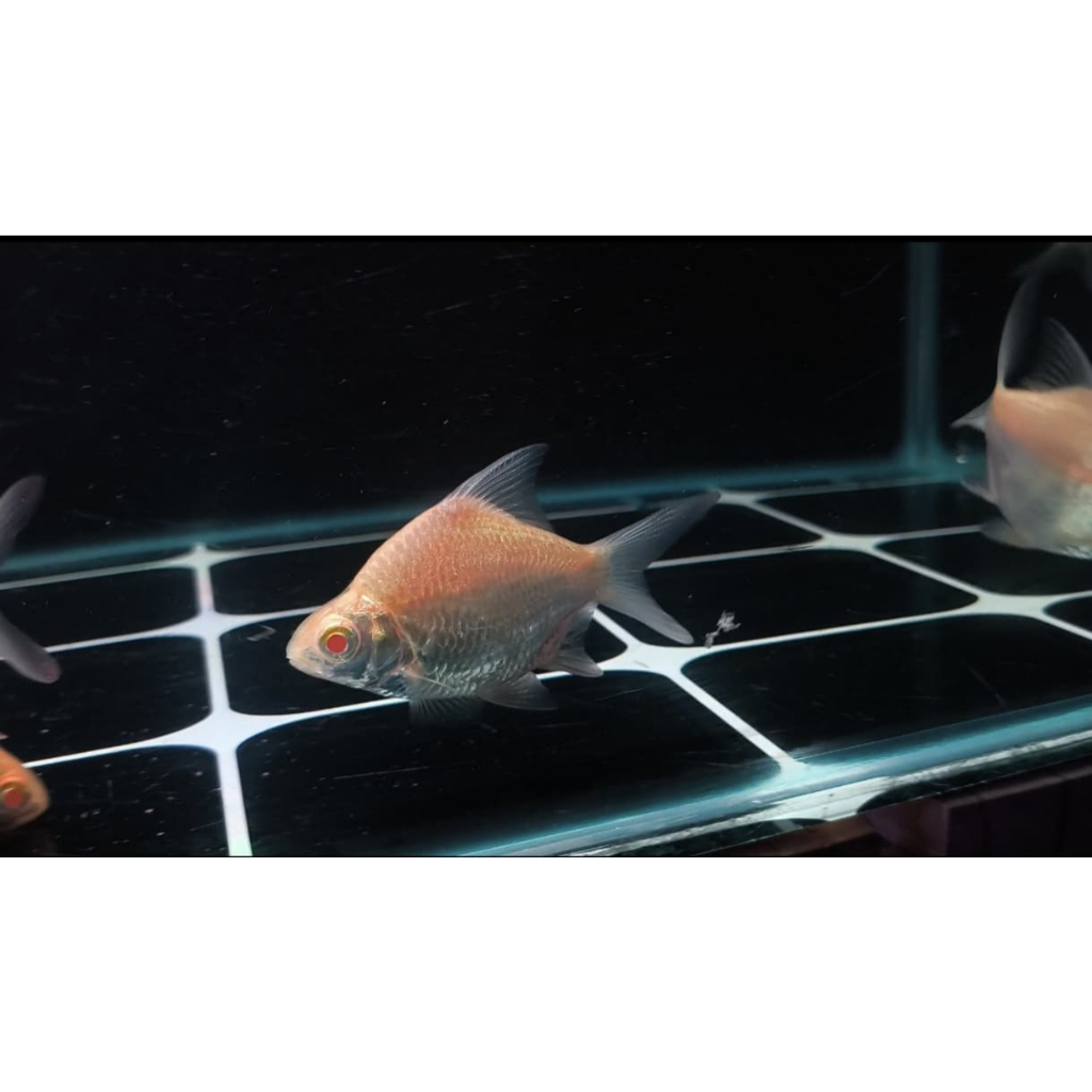 Ikan Hias Kaviat SSB(Semi Short Body), size 8-9cm-+