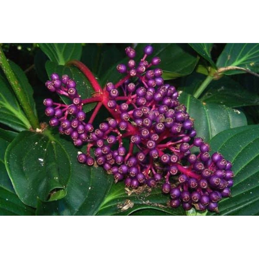 

parijoto 250gr asli gunung Muria bagus untuk promil maupun ibu hamil