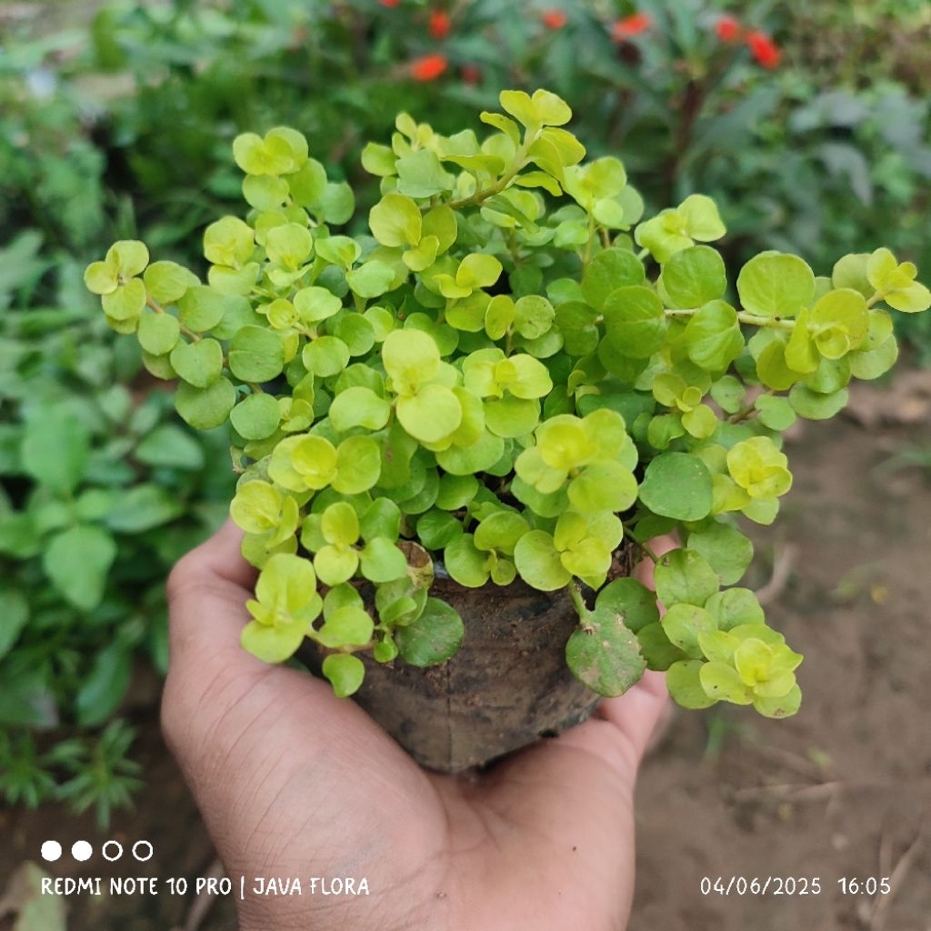 Tanaman hias gantung Lismacia Gold perpolybag