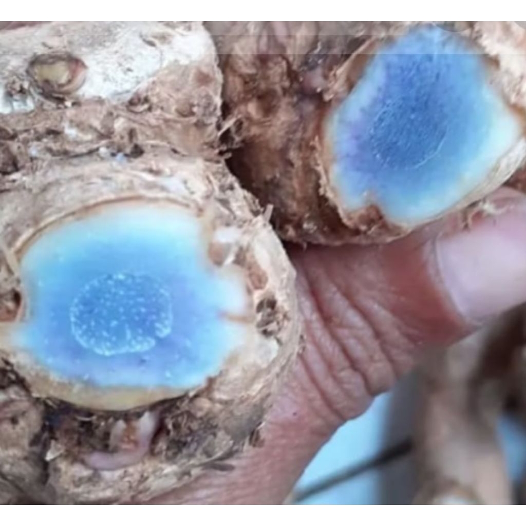 

Jual kunyit hitam segar organik 250 g