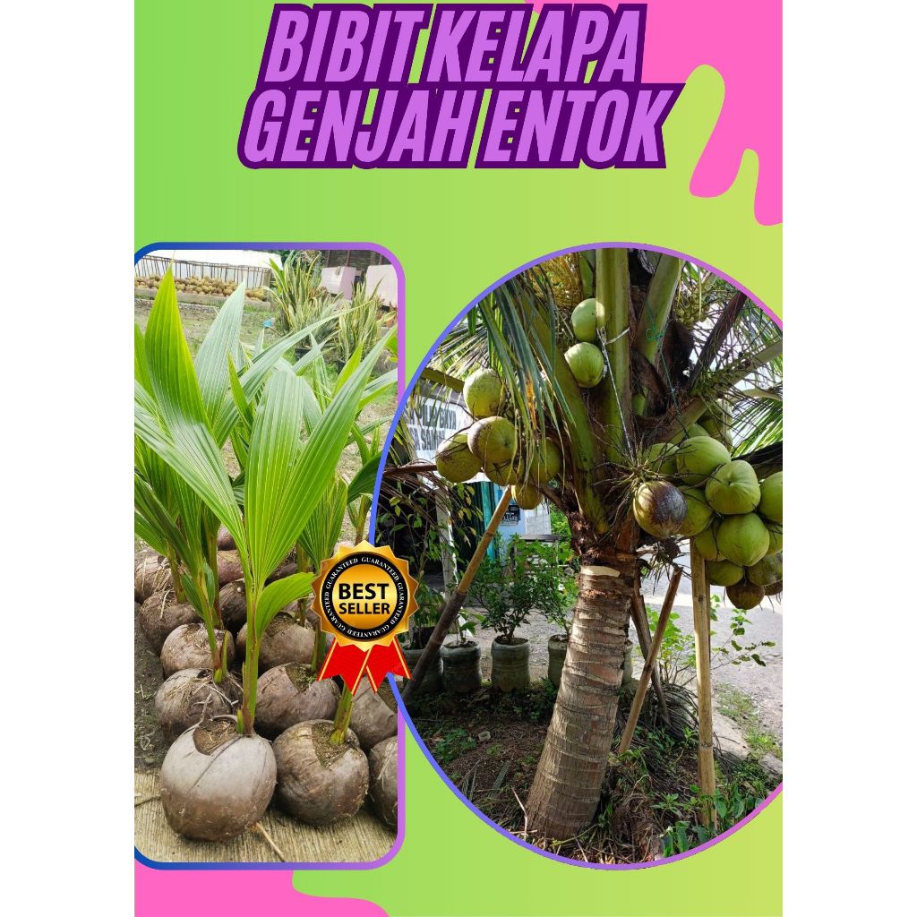 SUDAH DIKUPAS  Bibit Buah Kelapa Genjah Hibrida F1