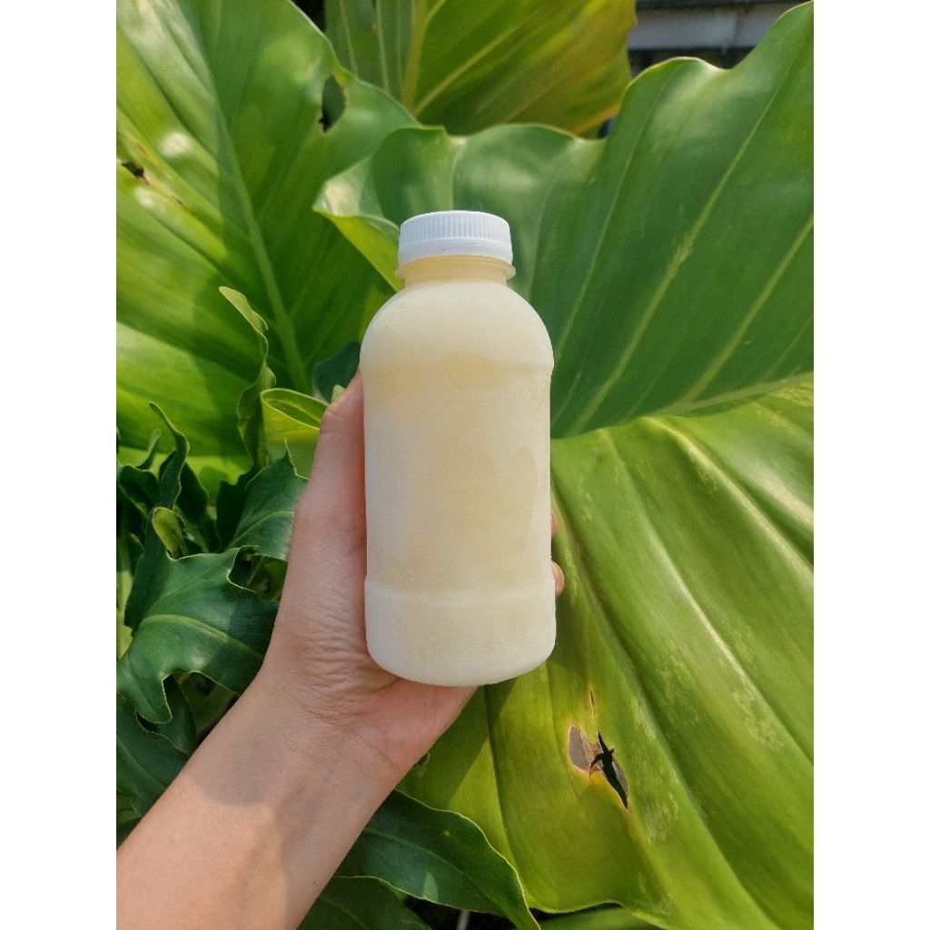 

Susu Kambing Etawa Siap Minum, Pasteurized Goat Milk, Susu Kambing Pasteurisasi